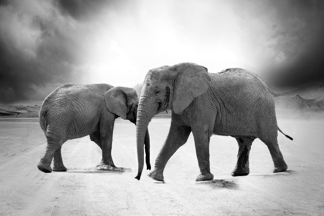 elephant-ivory-animals-africa
